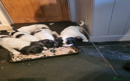 English Springer Spaniel dogs for sale: English springer spaniel pups  - Image 5