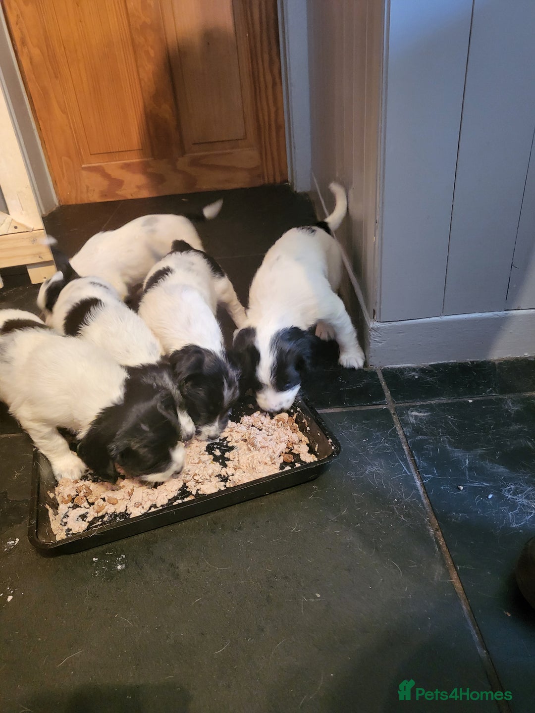 English Springer Spaniel dogs for sale: English springer spaniel pups  - Image 5
