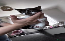 Mixed Breed cats for sale: 5 beautiful kittens looking for their forever home - Image 9