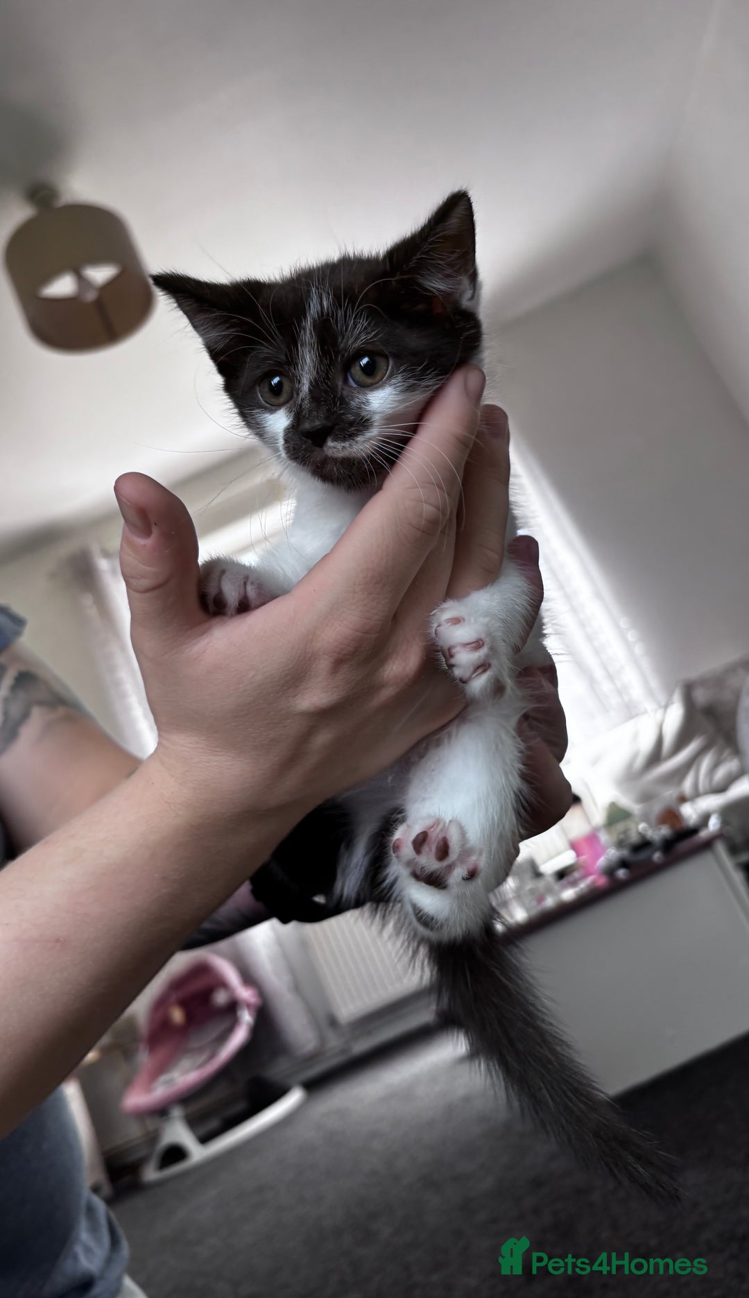 Mixed Breed cats for sale: 5 beautiful kittens looking for their forever home - Image 9