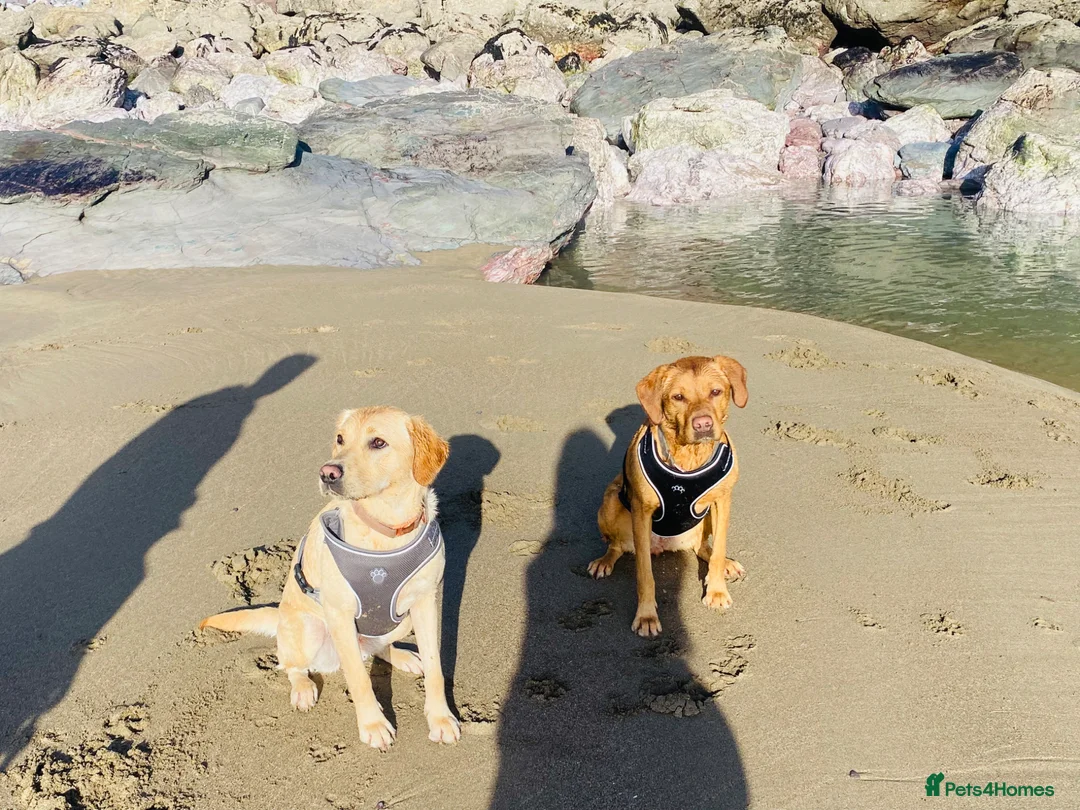 Labrador Retriever dogs for sale: Labrador Retriever Cross Puppies Expected 28th May in Torpoint - Advert 2