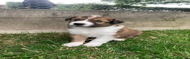 Border Collie 3