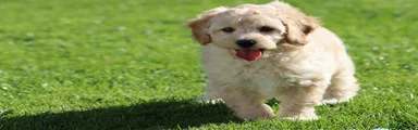 Cavapoochon 2