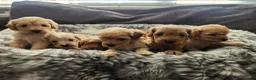 Cavapoo dogs for sale: Cavapoo's with puppy package included - Advert 3