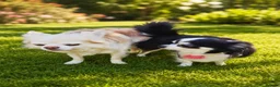 Chihuahua dogs for sale: Chihuahua boy and girl  in Bournemouth - Advert 17