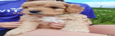 Cavapoo Puppy 1