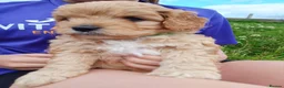 Cavapoo dogs for sale: Beautiful F1B Toy Cavapoo Puppies - Advert 25