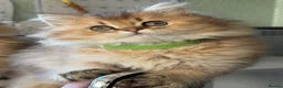British Longhair cats for sale: British Longhair golden kittens TICA - Advert 7