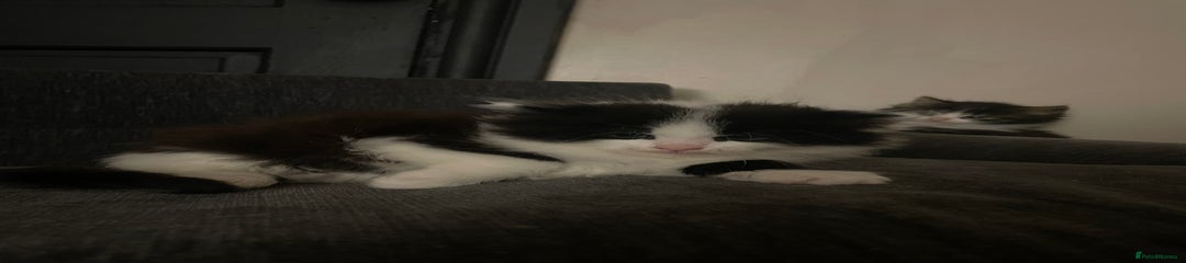 Mixed Breed Kitten 1
