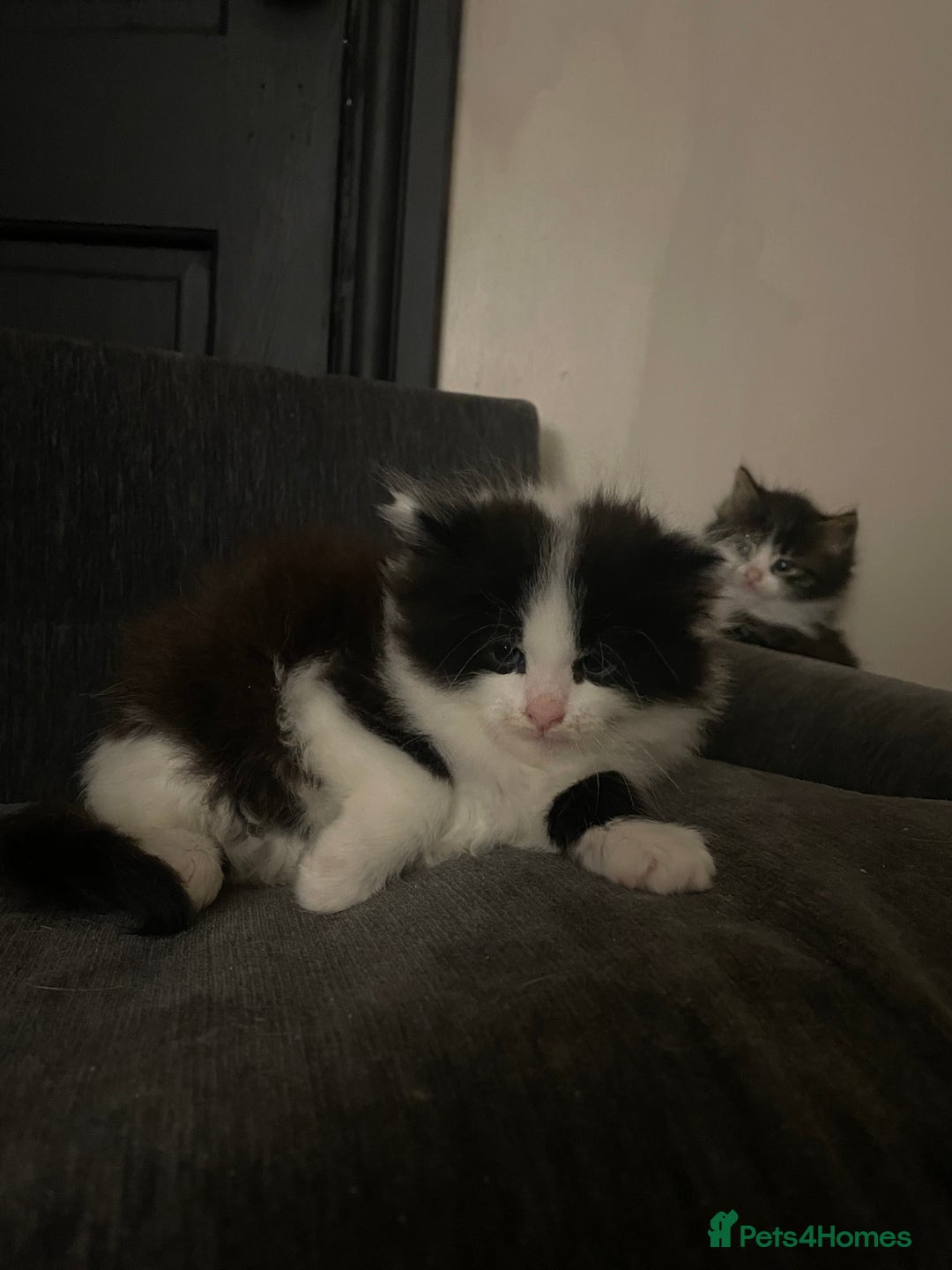 Mixed Breed cats for sale: four Gorgeous kittens looking for a loving home  - Image 9