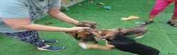 Mixed Breed dogs for adoption: 🐻LITTLE BEAR – A HANDSOME BOY FOR A LOVING HOME🐾 - Advert 9