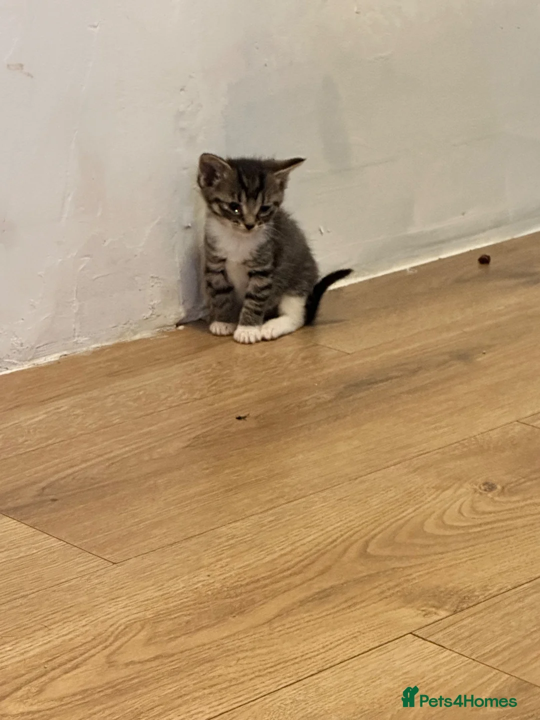 British Shorthair cats for sale: Beautiful fluffy bundles of fun 🤩  - Advert 7