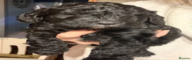 Cockapoo 4