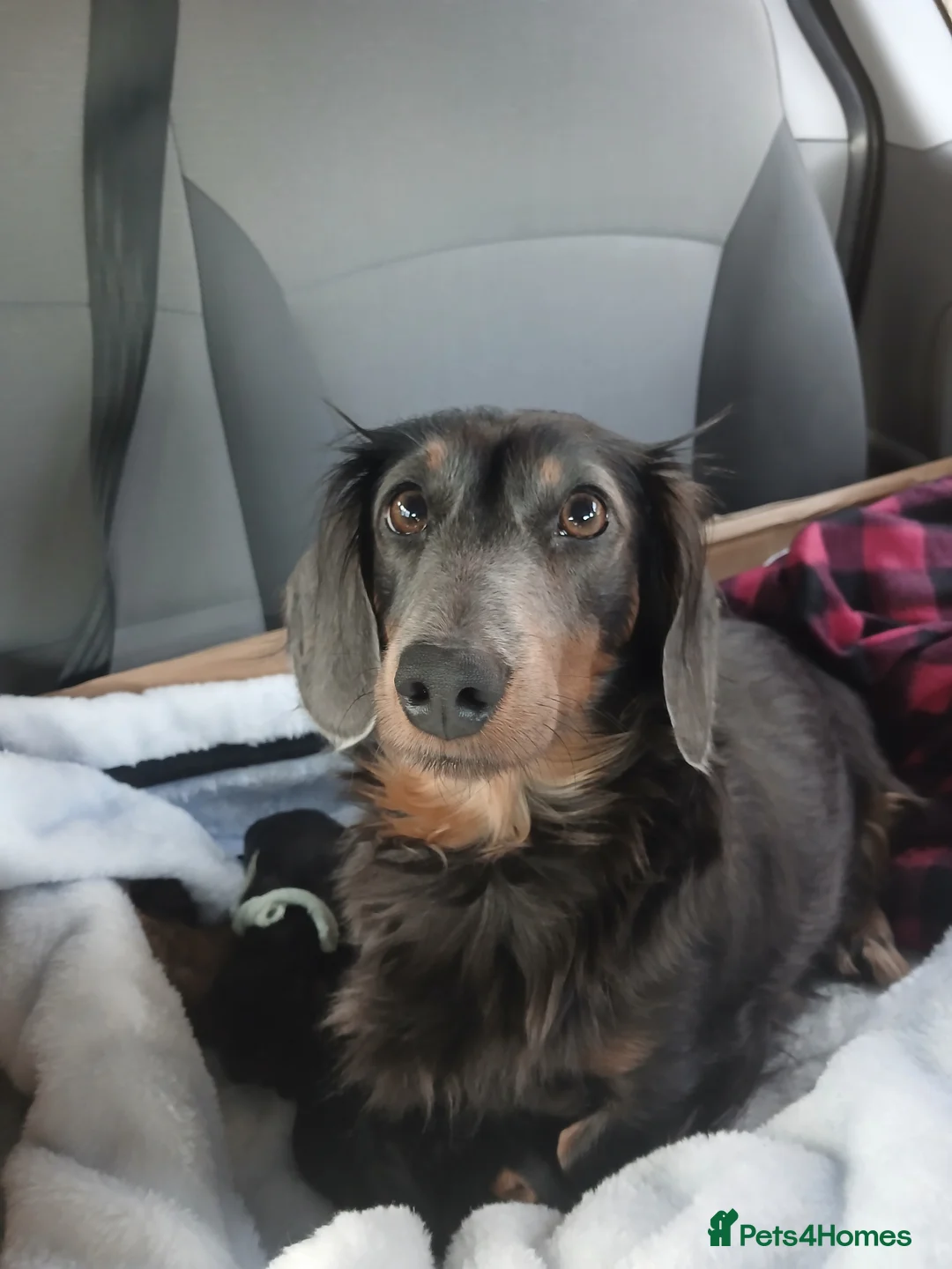 Dachshund dogs for sale: Sausage dogs for sale  in Wishaw - Advert 1