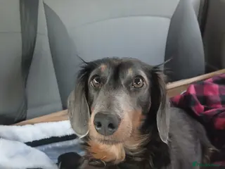 Dachshund dogs Sausage dogs for sale - Advert 1