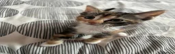 Mixed Breed cats for sale: Little cuties need new homes in Bordon - Advert 8