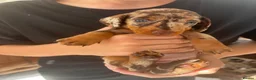 Miniature Dachshund dogs for sale: Tiny Miniature Dachshunds for sale!!!  - Advert 9