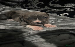 Mixed Breed dogs for sale: Cane Corso x Great Dane pups !! 7 available !! - Image 14