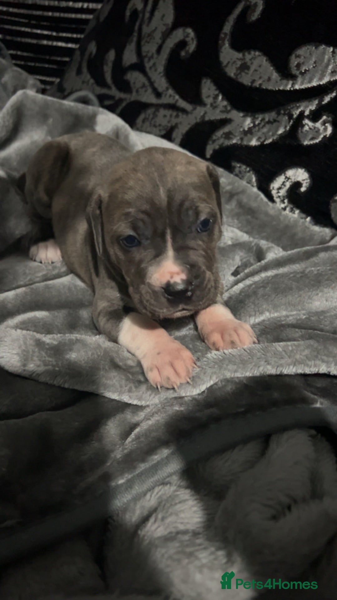 Mixed Breed dogs for sale: Cane Corso x Great Dane pups !! 7 available !! - Image 14