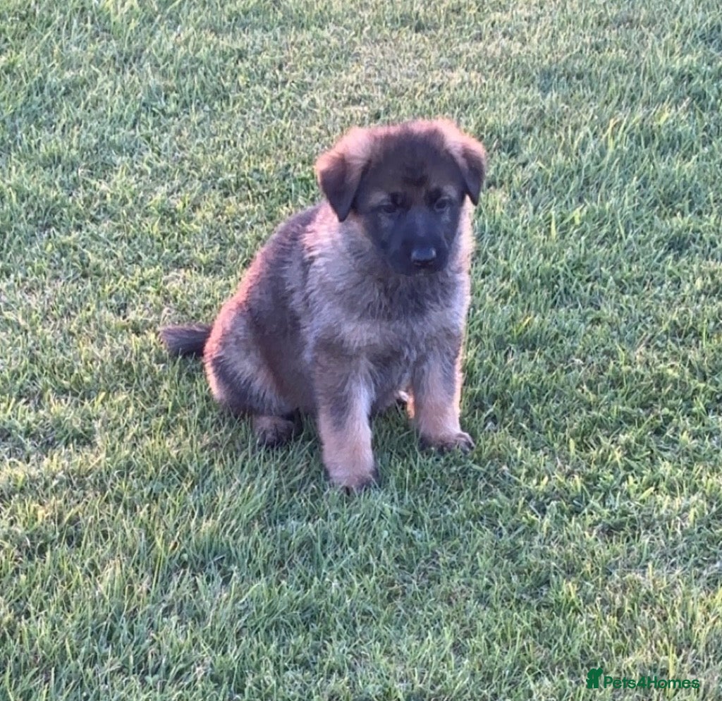 German Shepherd dogs  KC German shepherd pups  - Advert 13