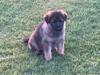 German Shepherd dogs KC German shepherd pups - Advert 16