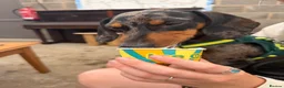 Dachshund dogs for sale: PLEASE READ FULL DESCRIPTION - Dachshund   in Driffield - Advert 3
