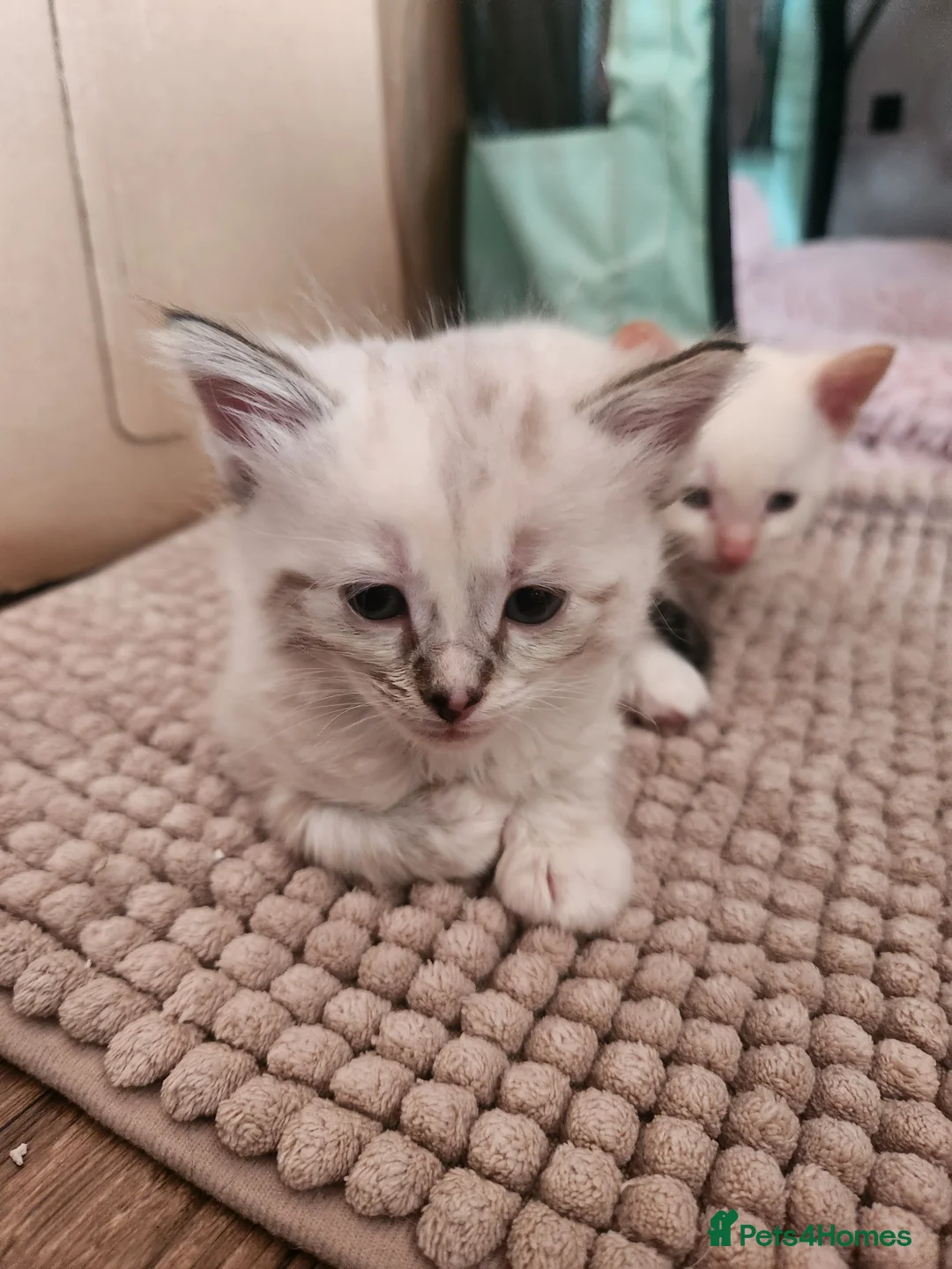 Mixed Breed cats for sale: Kittens - Advert 14