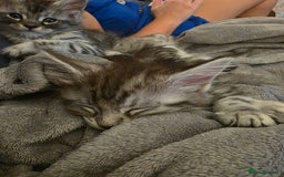Maine Coon cats for sale: Xl Maine coon kittens  - Image 7
