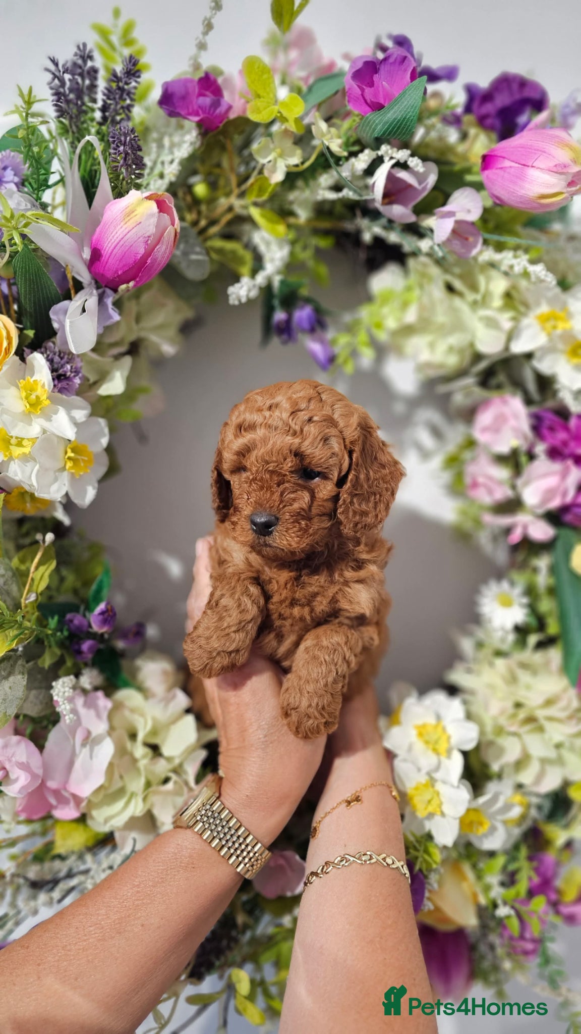 Cavapoo dogs 💙 Stunning F1b Toy Cavapoo’s💙 Ready 26/6 - Advert 1