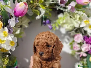 Cavapoo dogs 💙 Stunning F1b Toy Cavapoo’s💙 Ready 26/6 - Advert 1
