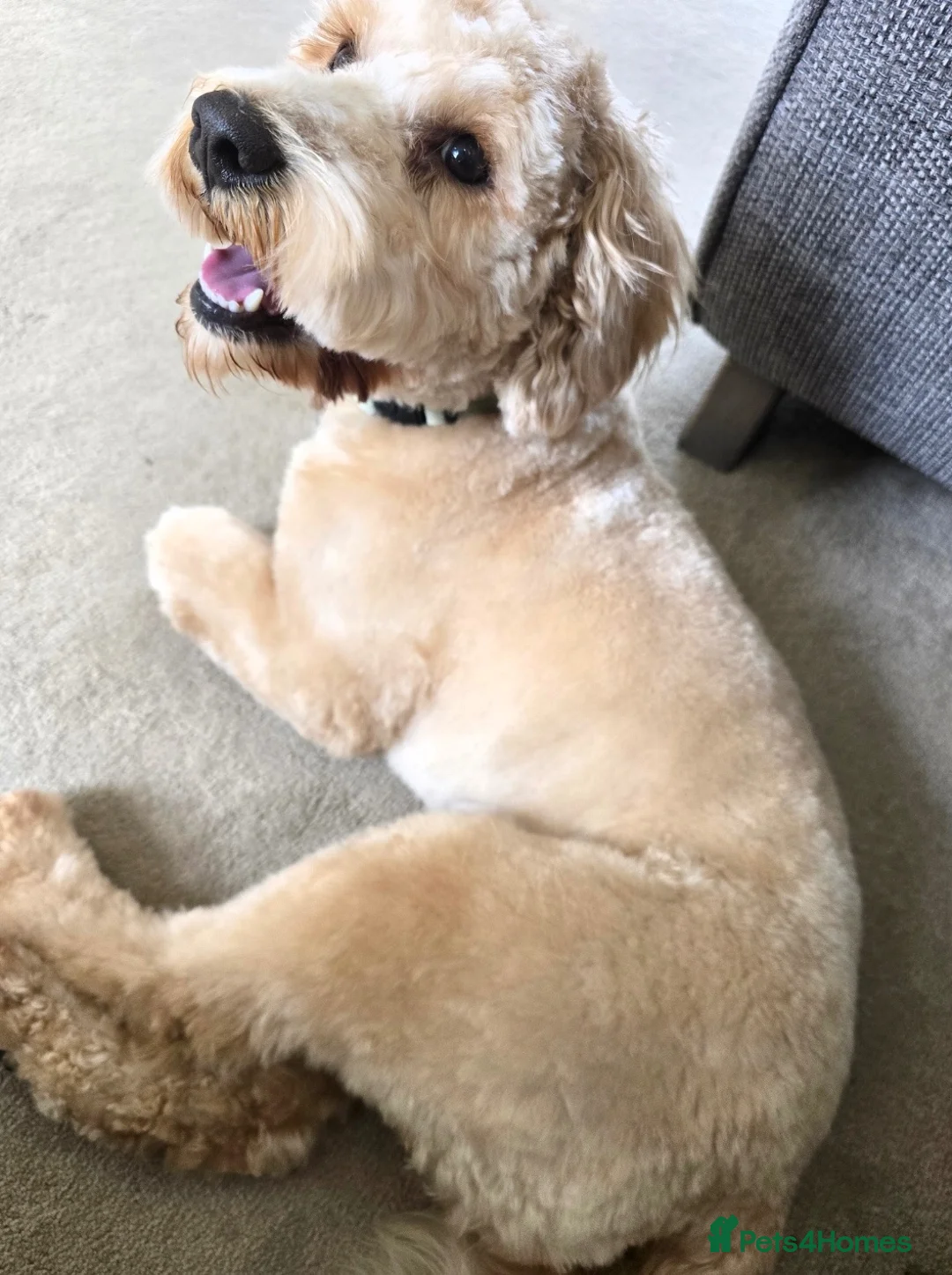 Cavapoochon dogs for sale: Cavapoochon Female – Looking for Forever Home - Advert 3