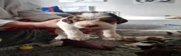 Cocker Spaniel dogs for sale: LAST 2 BOYS show x working cocker spaniels in North Shields - Advert 3