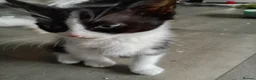 Mixed Breed cats for sale: 3 beautiful playful friendly kittens  - Advert 6