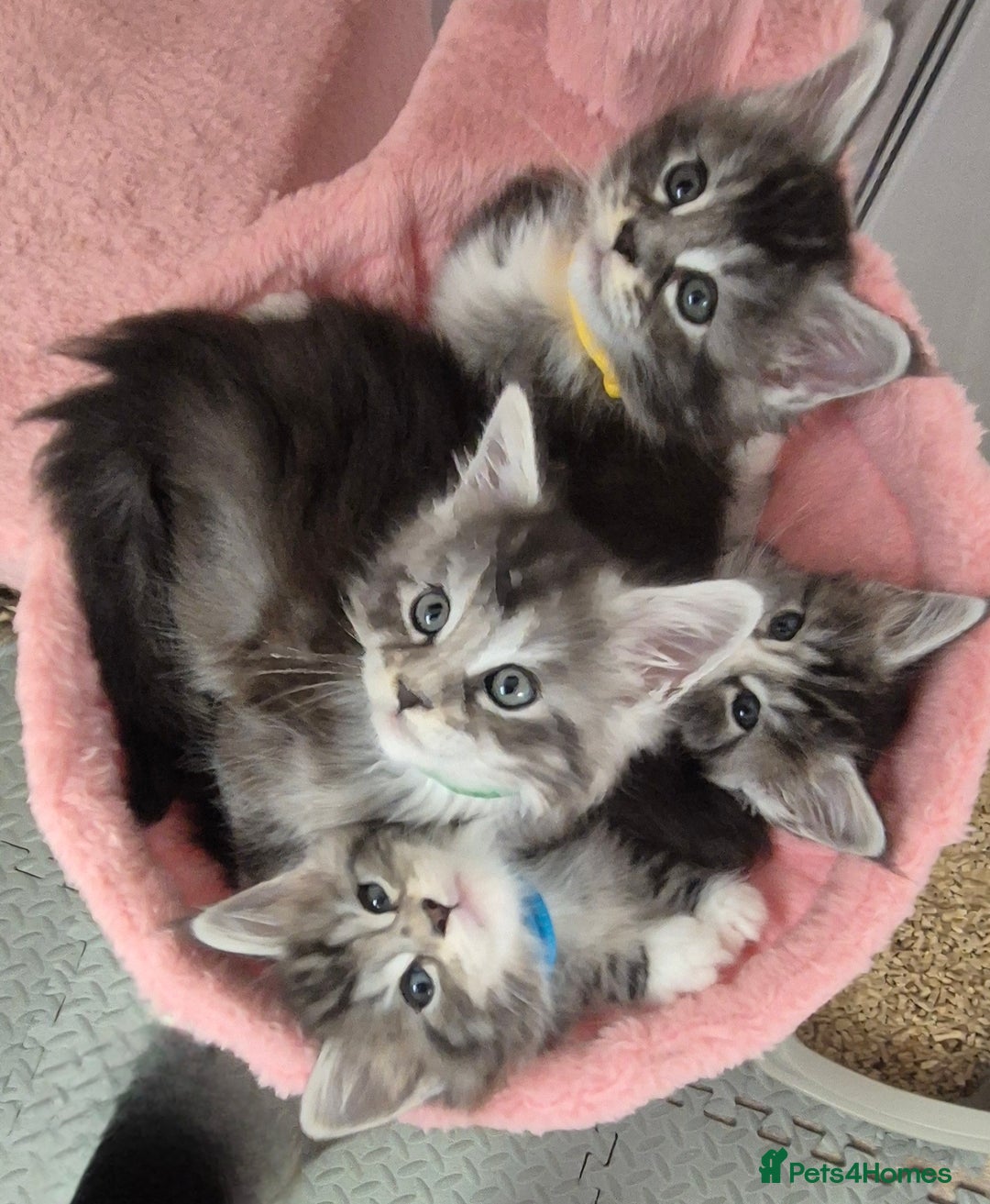 Maine Coon cats for sale: 🎀 Outstanding GCCF Pedigree Maine Coon Kittens 🎄 - Advert 1