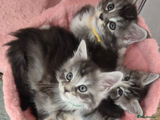 Maine Coon cats 🎀 Outstanding GCCF Pedigree Maine Coon Kittens 🎄 - Advert 10