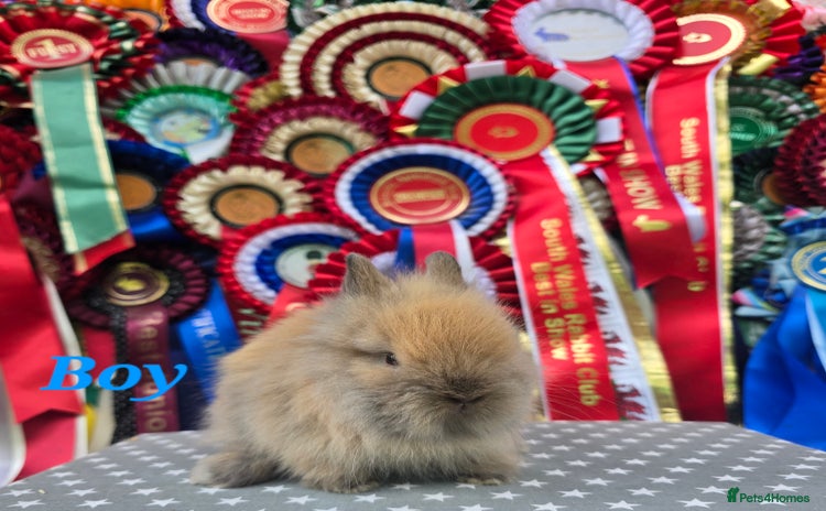 Lionhead rabbits - Advert 2