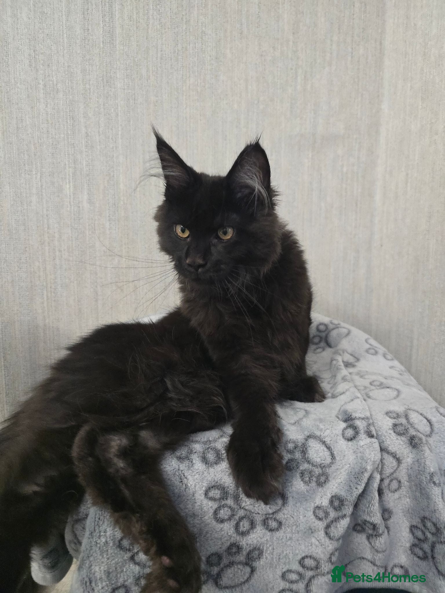Maine Coon cats Male Maine Coon Black Smoke - Advert 2