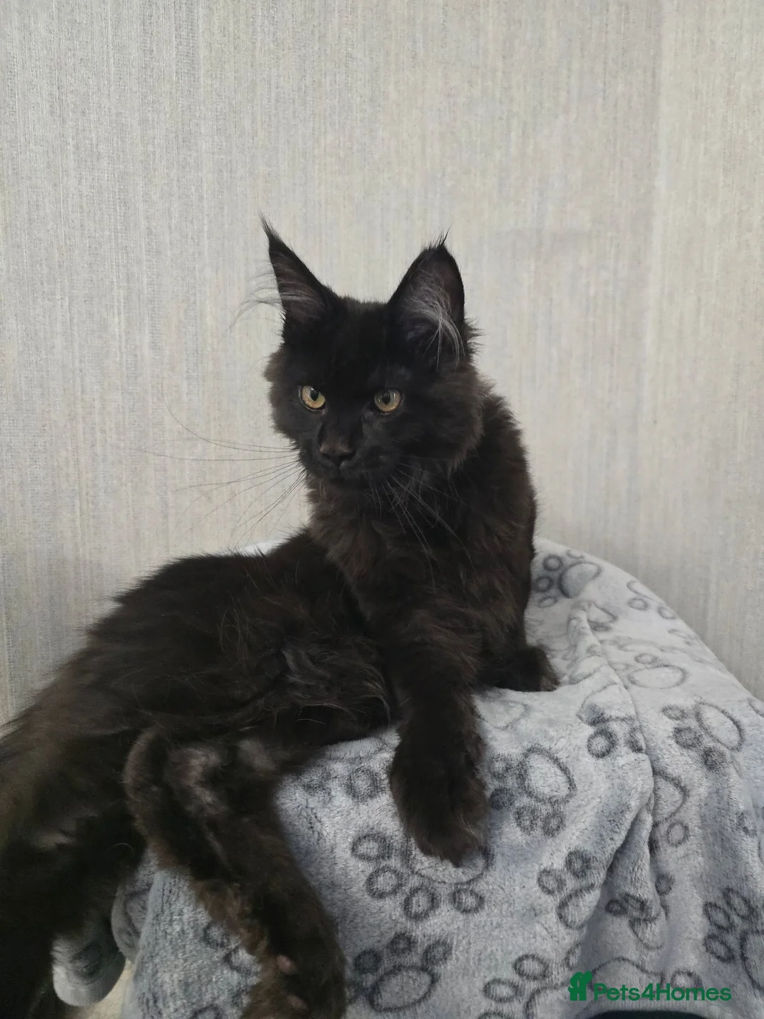 Maine Coon cats for sale: Male Maine Coon Black Smoke - Advert 2