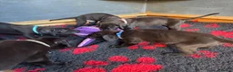 Great Dane dogs for sale: Ready now! Beautiful KC Great Dane puppies  - Advert 31