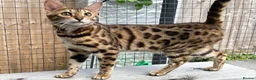 Bengal cats for sale: Beautiful Brown Spotted Bengal Female Wanda - Advert 2