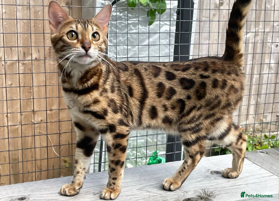 Bengal cats for sale: Beautiful Brown Spotted Bengal Female Wanda - Advert 2