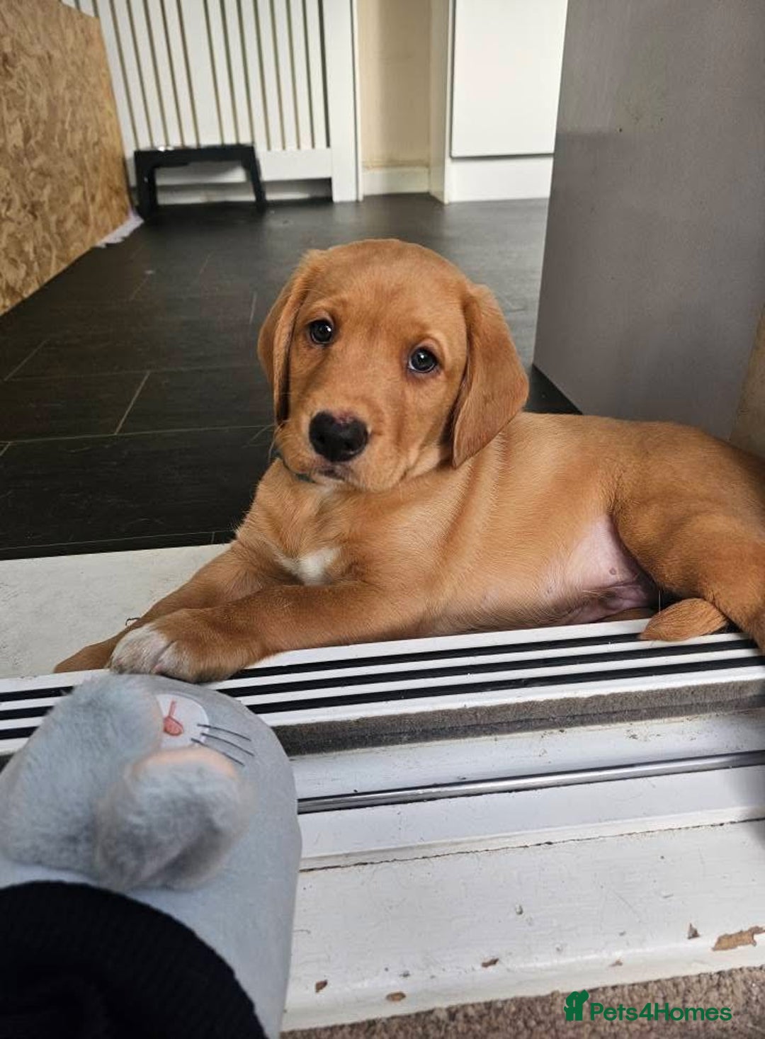 Springador dogs for sale: Labrador puppies (red/copper). Health checked.  - Image 6