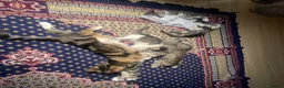 Domestic Shorthair cats for sale: 5 beautiful tabby kittens 8 weeks old  - Advert 9