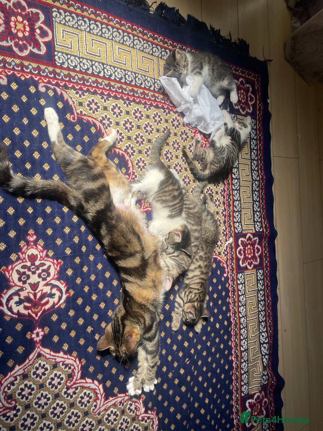 Domestic Shorthair cats for sale: 5 beautiful tabby kittens 8 weeks old  - Advert 9