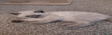 Male Ragdoll