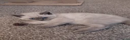 Mixed Breed cats for sale: Ragdoll mix kittens - Advert 7