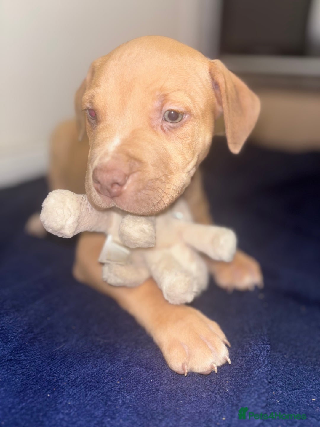 Mixed Breed dogs for sale: Staff puppies for sale!!!!! Weened and Ready now!! - Image 14