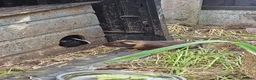 Guinea Pig rodents for sale: 8 male guinea pigs  - Advert 28