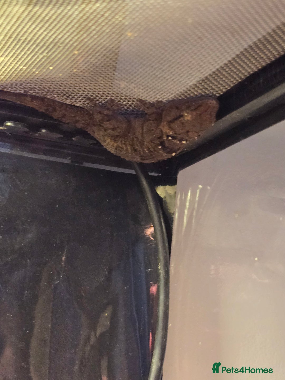 Gecko reptiles for sale: Crocodile Gecko and Vivarium for sale £130 - Advert 20