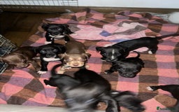 Mixed Breed dogs for sale: Cane corso x staff puppies  - Image 5